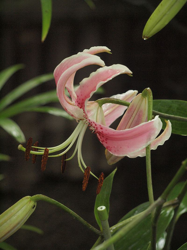 P8108043