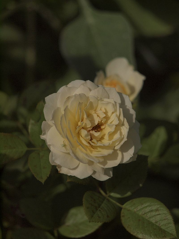 P8118059