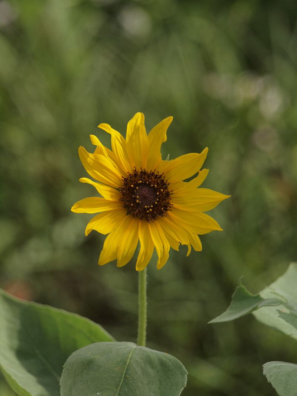 P8118061
