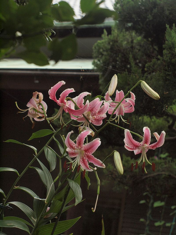 P8138112