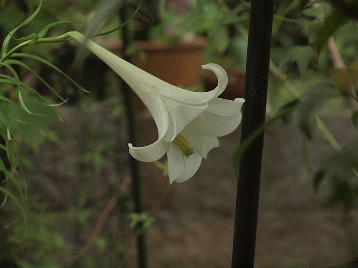 P8138125