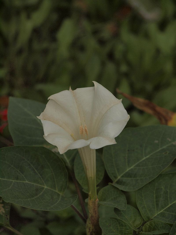 P8138132