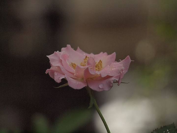 P8178366