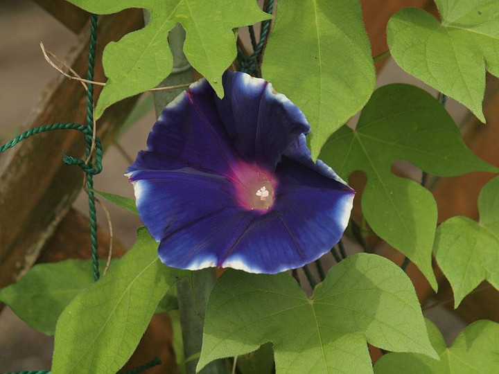 P8178383
