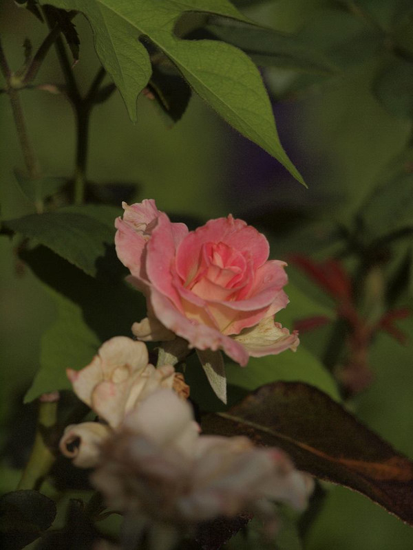 P8208709