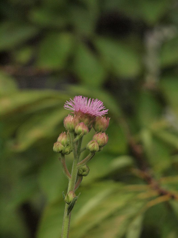 P8228792