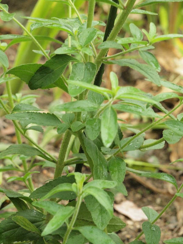 P8228793