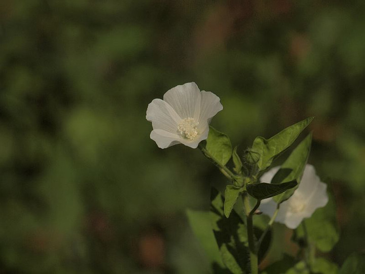 P8269137
