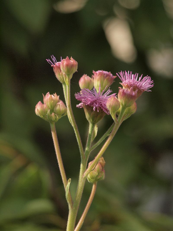 P8269146