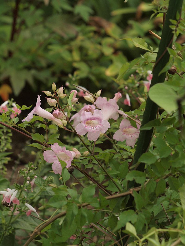 P8299272