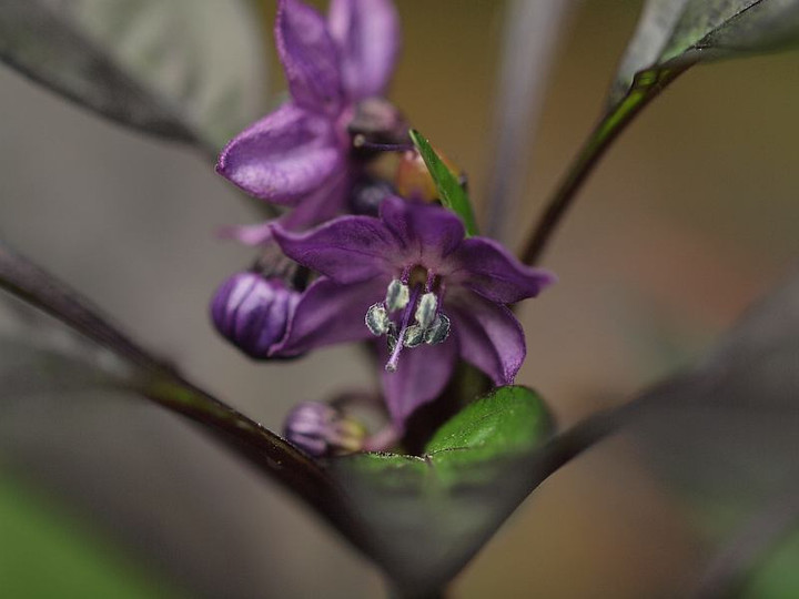 P8299283burakkuparu_makuro