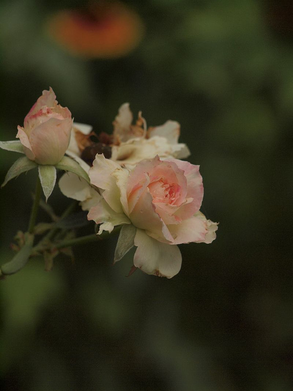 P8309322
