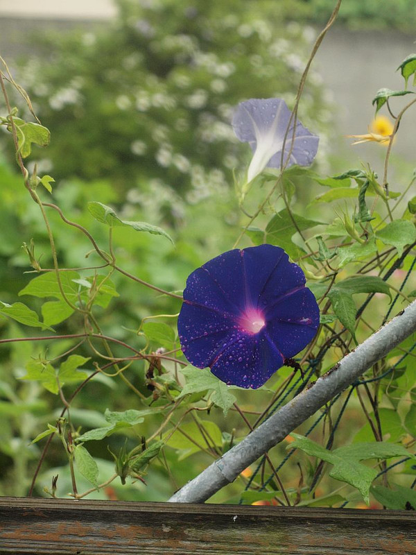 P9019653