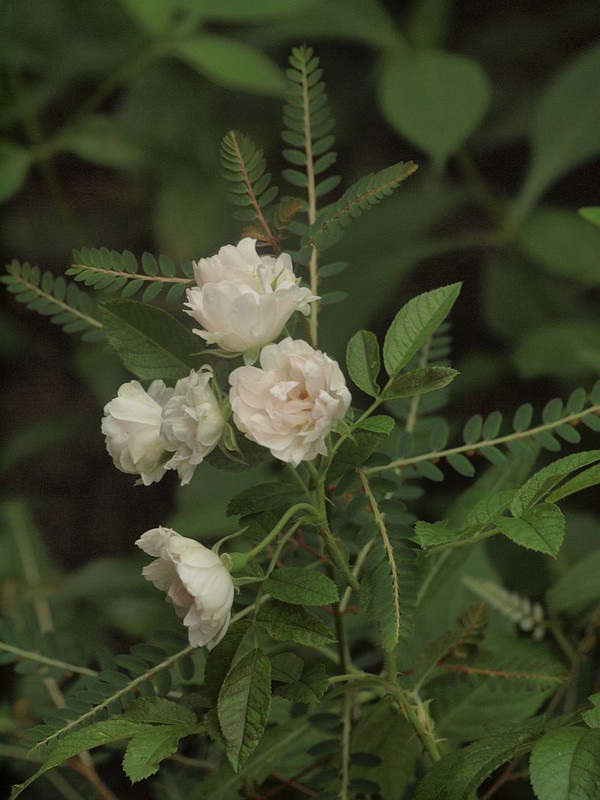 P9049754