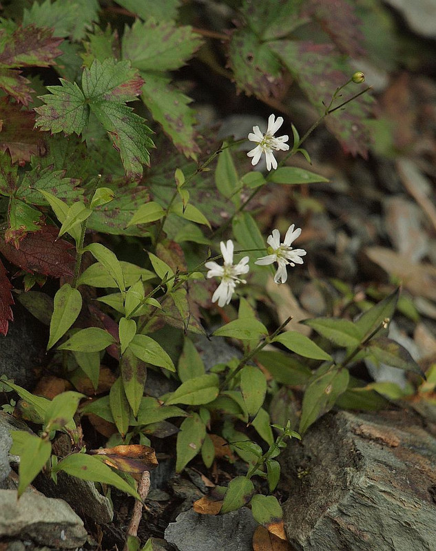 P8319562tebakomanntema