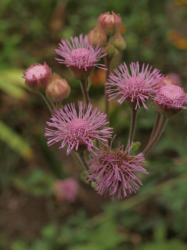 P9059782