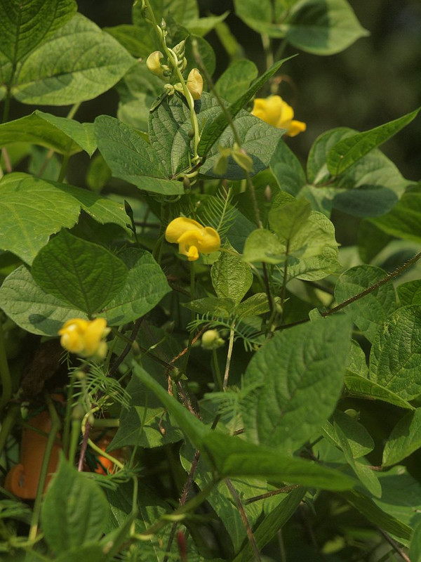 P9069833