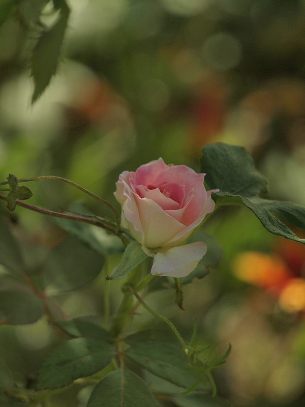 P9130148