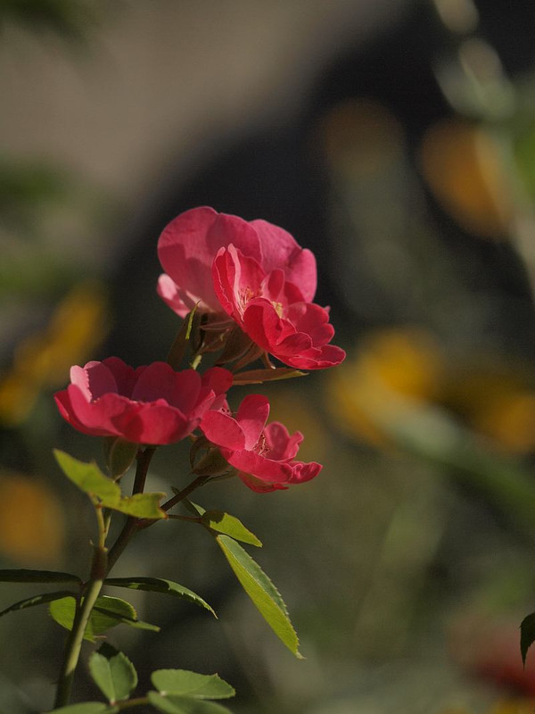 P9140182