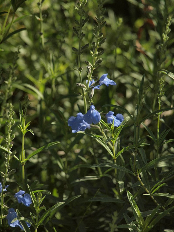P9140188