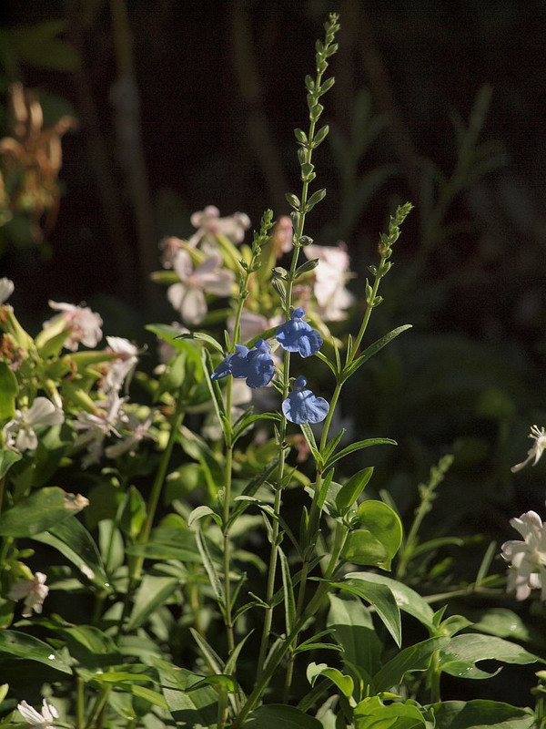 P9140189