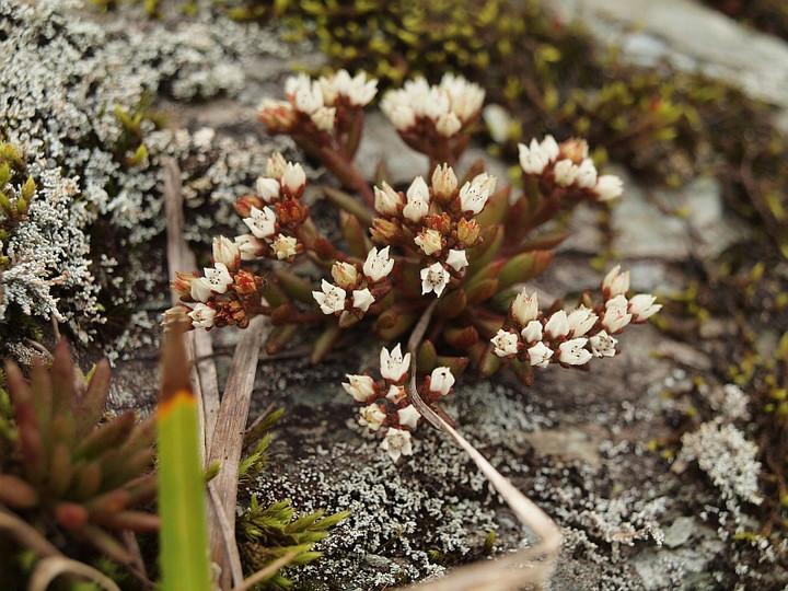 山好き、花好き : 初秋の寒風山、その5、チャボツメレンゲ