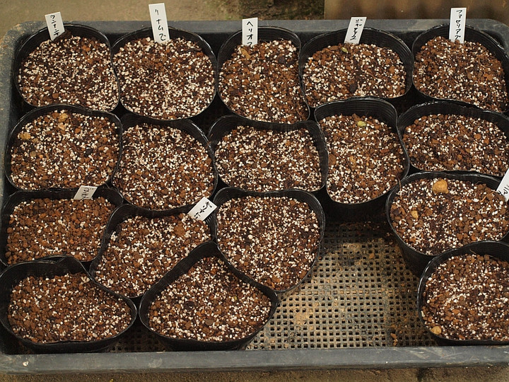 P9190389tanemaki_potto