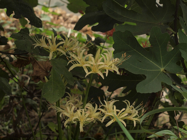 P9190391sirobana_higannbana