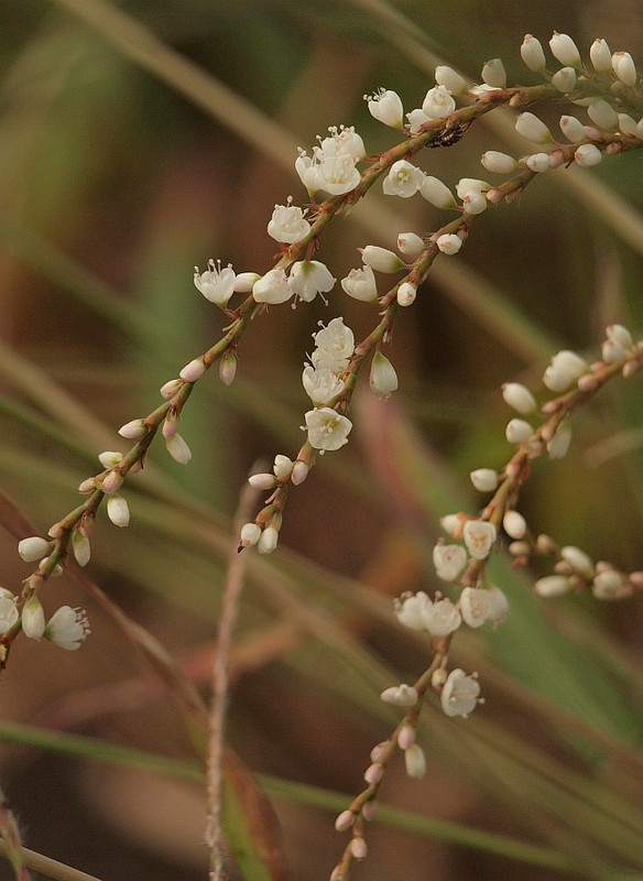 P9221135sakuratade_2