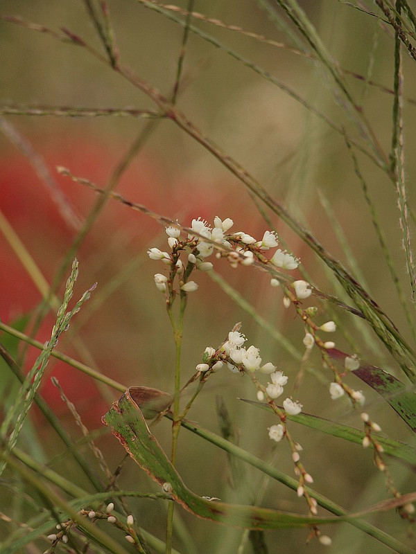 P9221137sirobanasakuratde