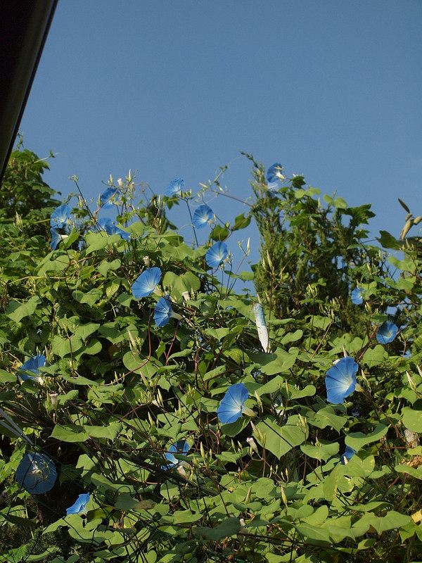 庭の四季を綴る : ヘブンリーブルー、咲き進む
