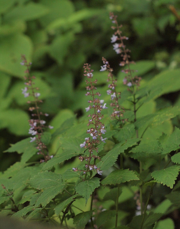 P8319517miyamahikiokosi