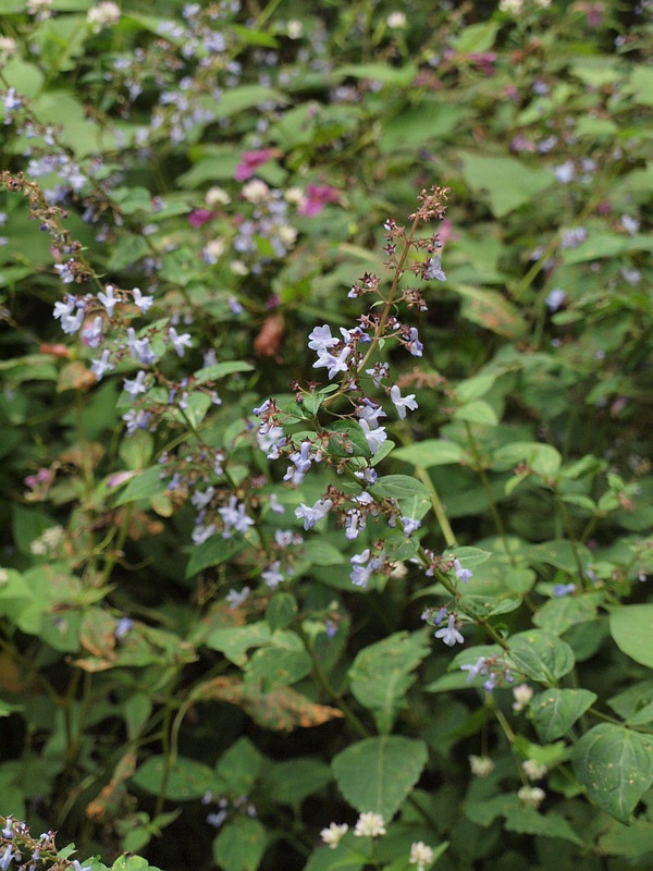 P9211060sanninnhikookoso