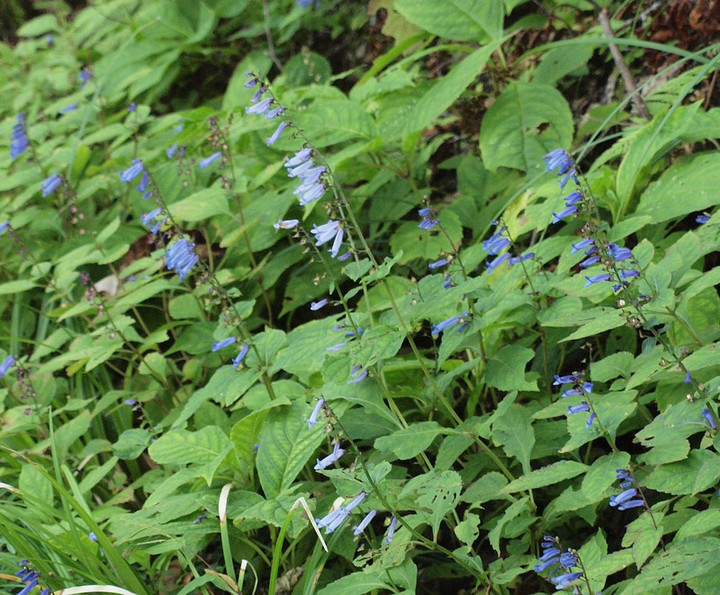 P9210999irogawarino_akityouji