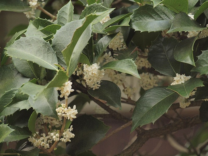 Pa2032861ginnmokusei