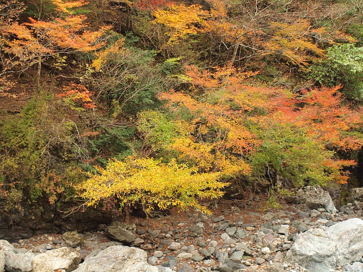 山好き、花好き : 晩秋の徳島、ノギク＆紅葉ドライブ、その２、紅葉を愛でながら那賀町へ