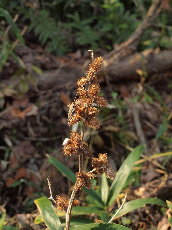 P1108501onamomi_hana