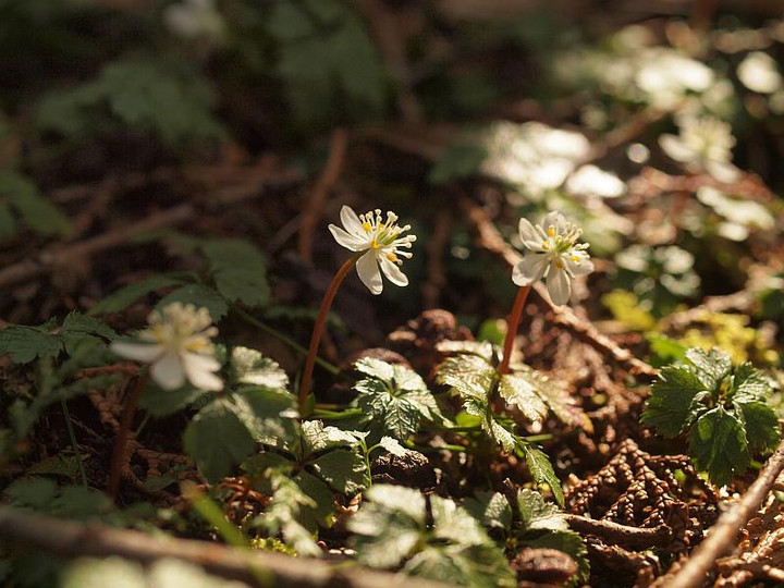 P2070733baikaourenn_2rinn