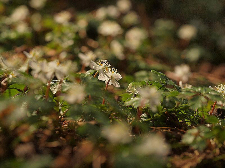 P2070743baikaourenn_tyou_bi