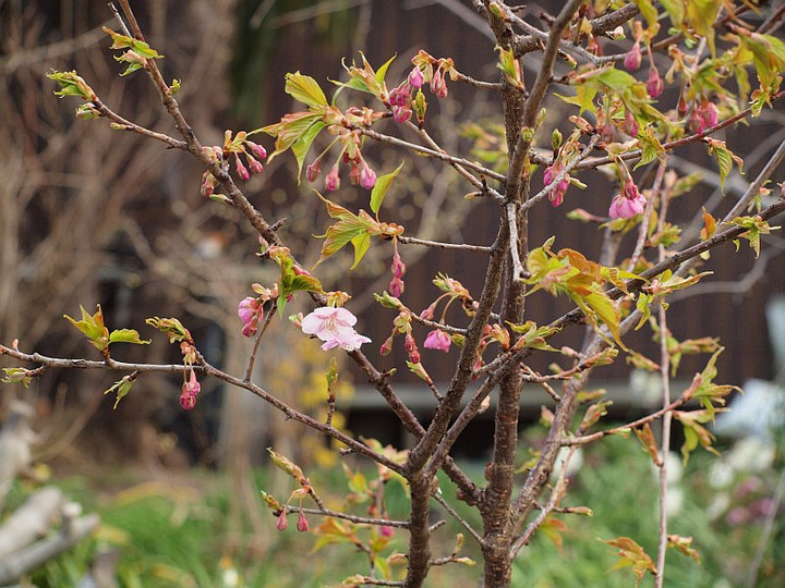 P2271978kawadu_sakura