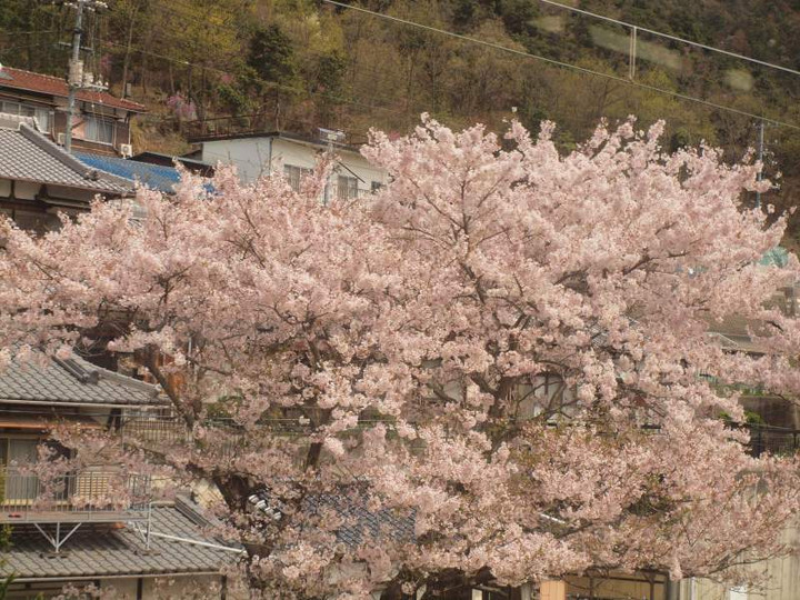 P4092572syasoukaranosakura