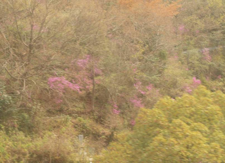 P4092579syasoukarano_tutuji