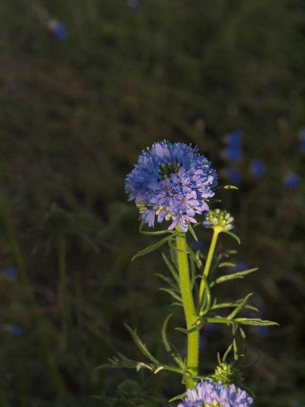 P4153273