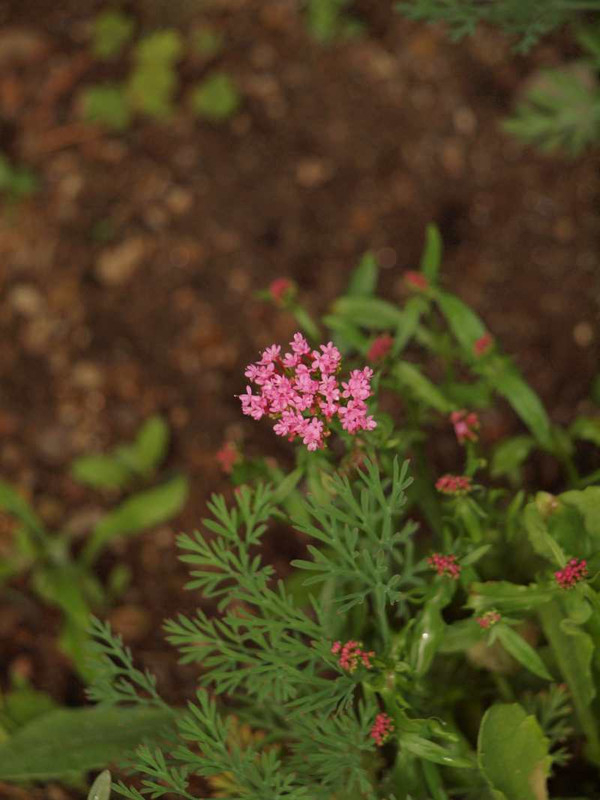 P4194057