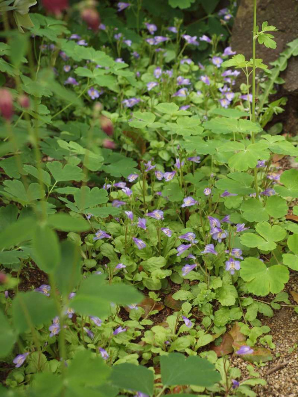 P4194157murasakisagigoke