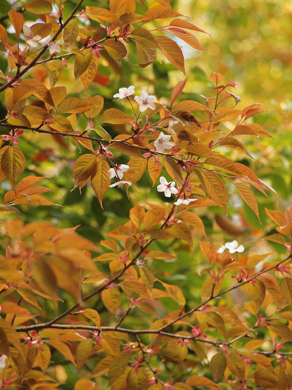 P3291522iinoyamano_sakura