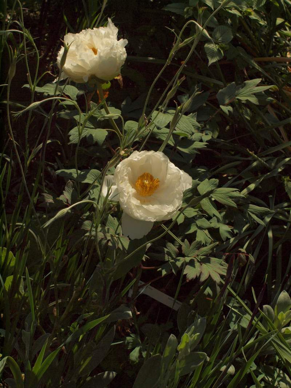 P4244470