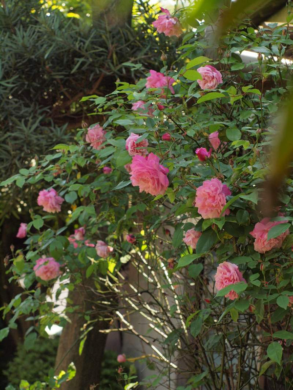 P4244493