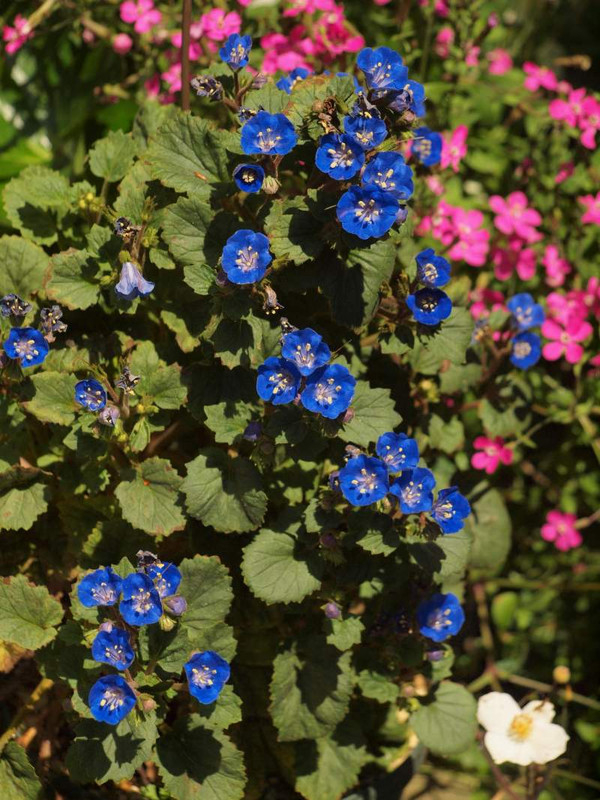 P4244494