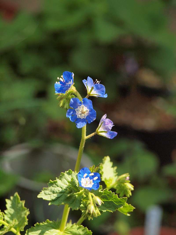 P4265179